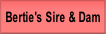Bertie's Sire & Dam.